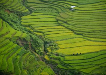 Paisagem agrícola verde vista de cima, usada como imagem ilustrativa para matéria sobre remoção de carbono no Brasil