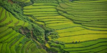Paisagem agrícola verde vista de cima, usada como imagem ilustrativa para matéria sobre remoção de carbono no Brasil