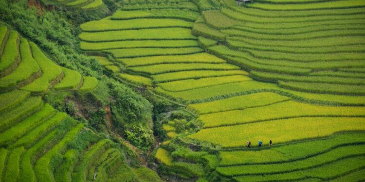 Paisagem agrícola verde vista de cima, usada como imagem ilustrativa para matéria sobre remoção de carbono no Brasil